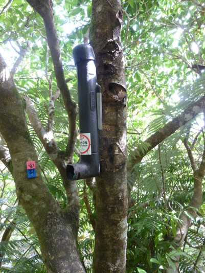 Pelifeed bait station filled with anti-coagulant bait, mounted partway up a tree