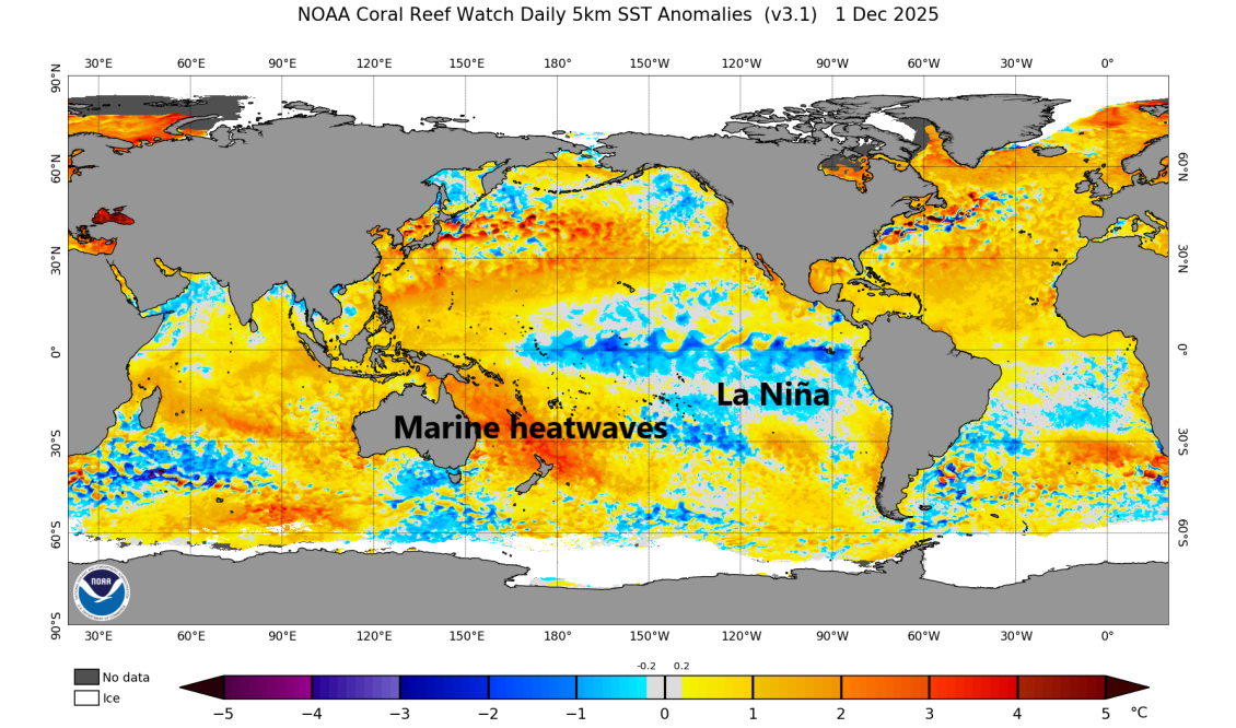 Heatmap of the daily NOAA coral reef watch, showing variation in temperature around the world's oceans. Over NZ and Australia is a high-temperature area labelled "marine heatwaves", and northeast of NZ is a low temperature area labelled "La Niña"