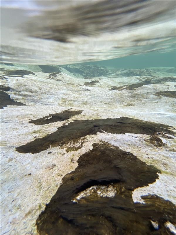 Toxic algae under the water; dark brown-green mats clinging to rocks