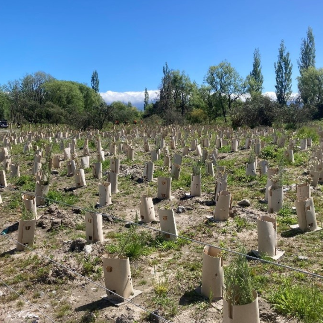 Planting in South Road, Masterton