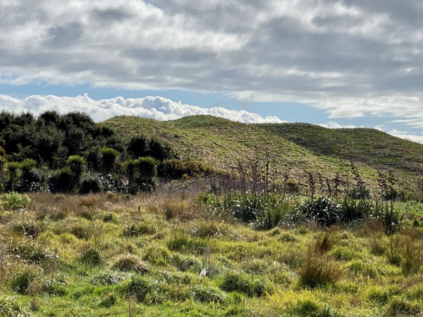 Natives growing in QEP