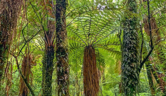 Wainui Old Forest Walk 1