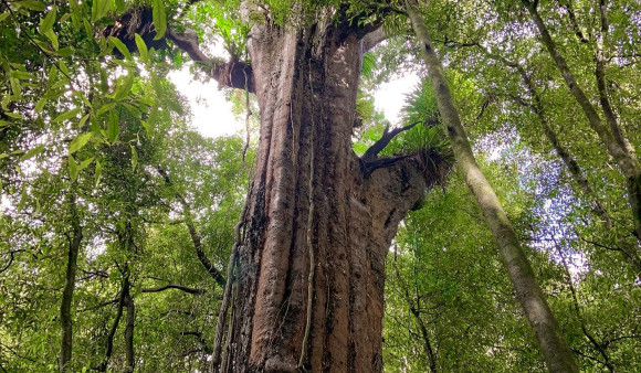 Wainui Old Forest Walk 2