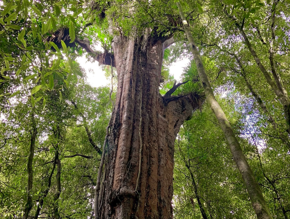 Wainui Old Forest Walk 2