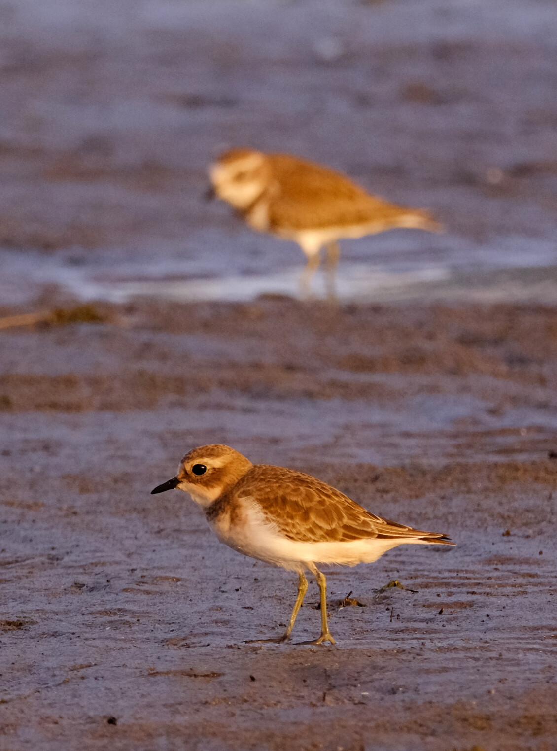 Banded dotterel standing on a muddy shoreline, with a second out-of-focus bird in the background