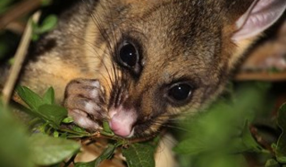 Possum 02 Photo credit Christopher Watson Mentone Victoria Australia ND