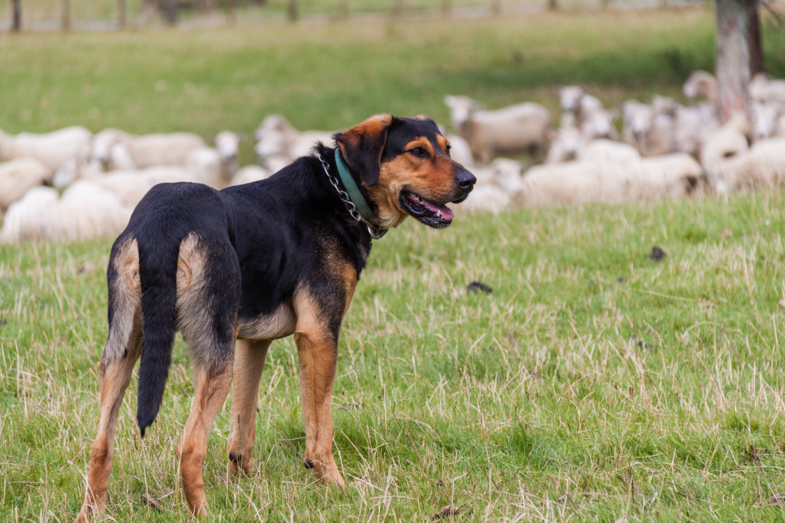 A dog in a field with sheep in the background