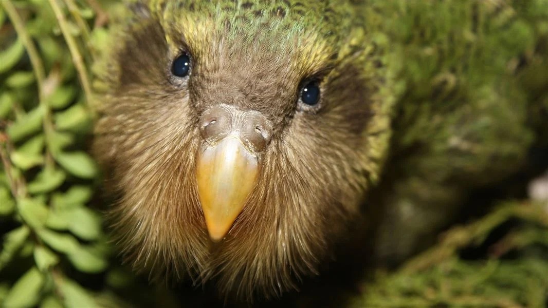 Kakapo chick