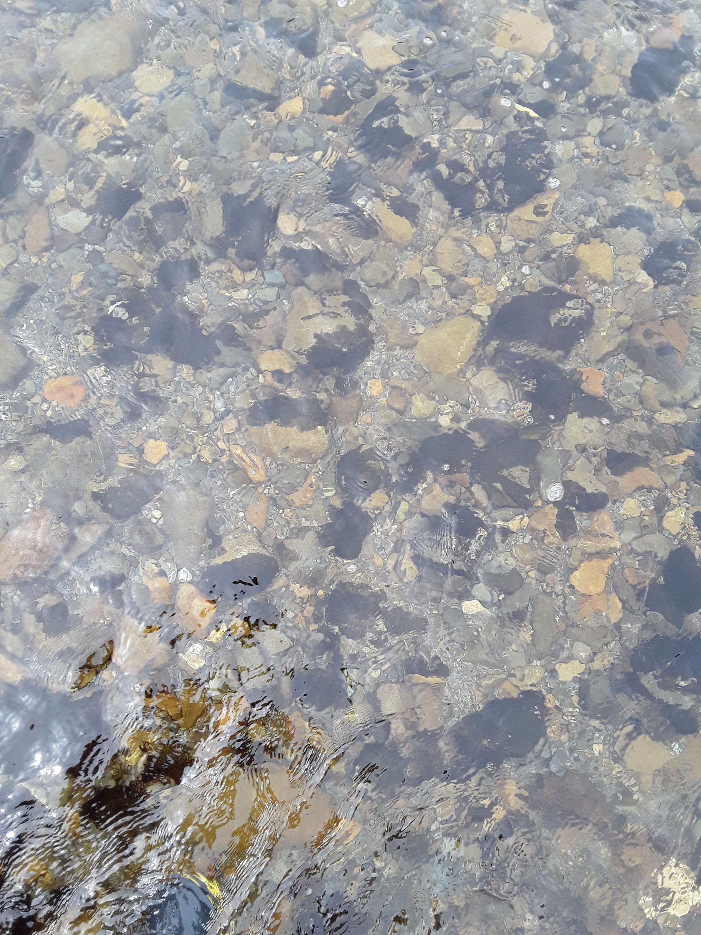 Algae at Jim Cooke Park