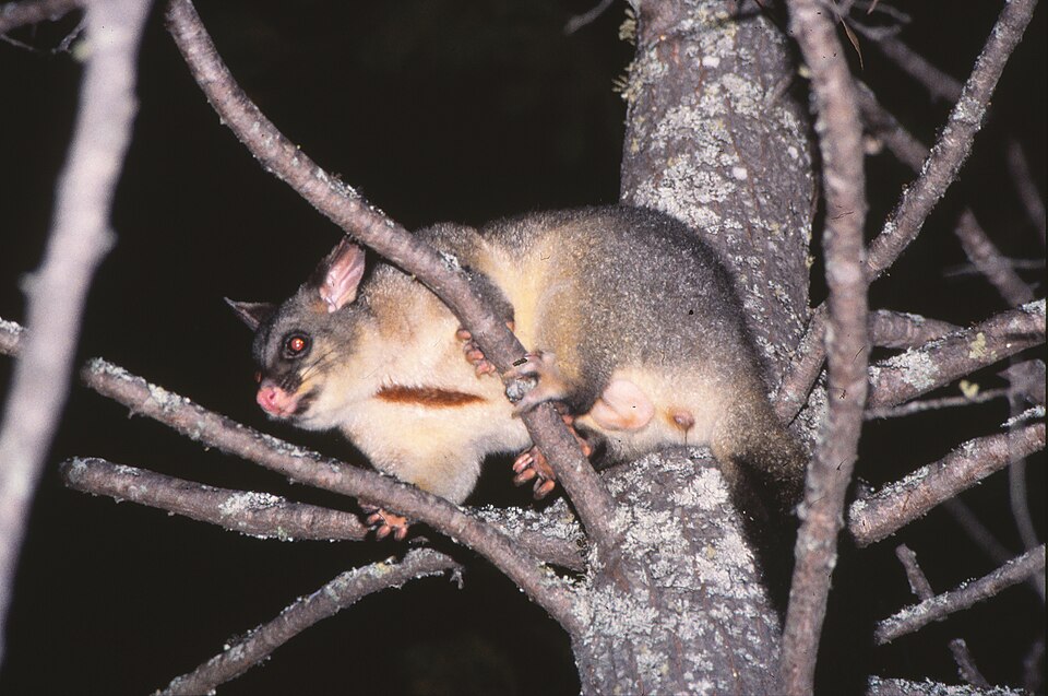 A common brush tailed possum climbing in a tree