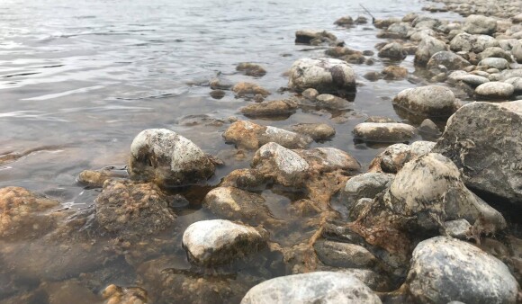 Toxic algae widespread in Wairarapa rivers – take care where toxic algae warnings are in place