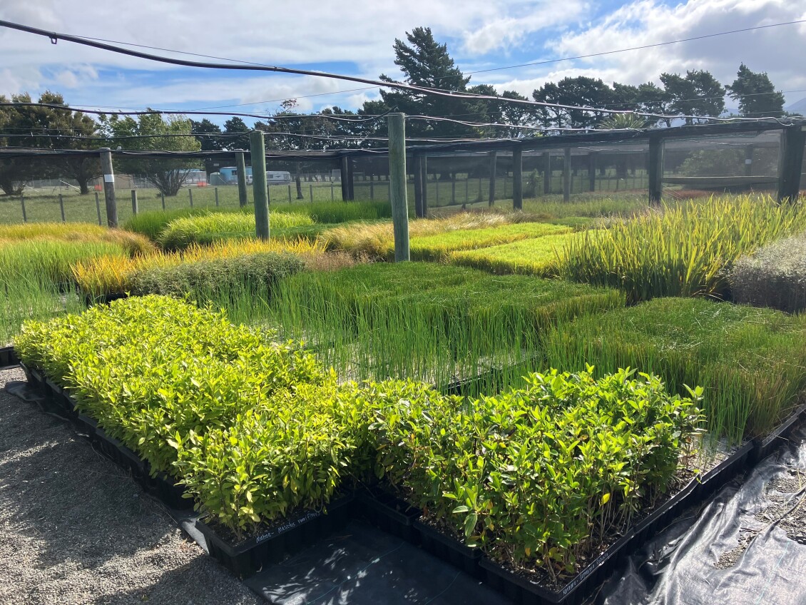 Plants at He Kōtare nursery 
