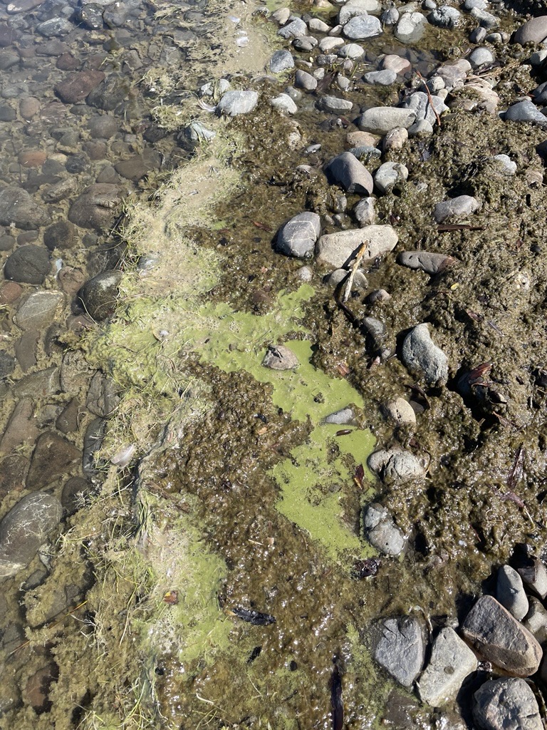 Green and brown scum in the shore of Lake Wairarapa Moana