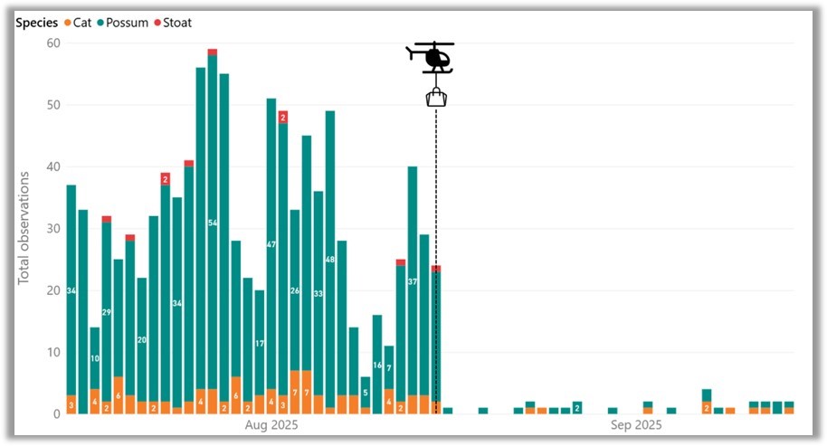 Daily possum and predator observations caught on trail cameras before and after the possum control operation; before the drop, observations range from 5 to 54 per day, and after the drop range from 0 to 2 per day