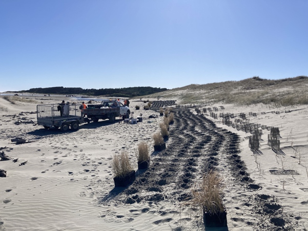 Volunteers and seedlings on the dunes at a Waitohu Stream planting day