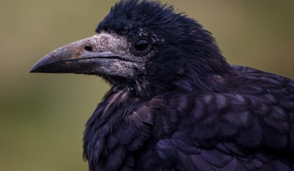 A rook against a blurry green background