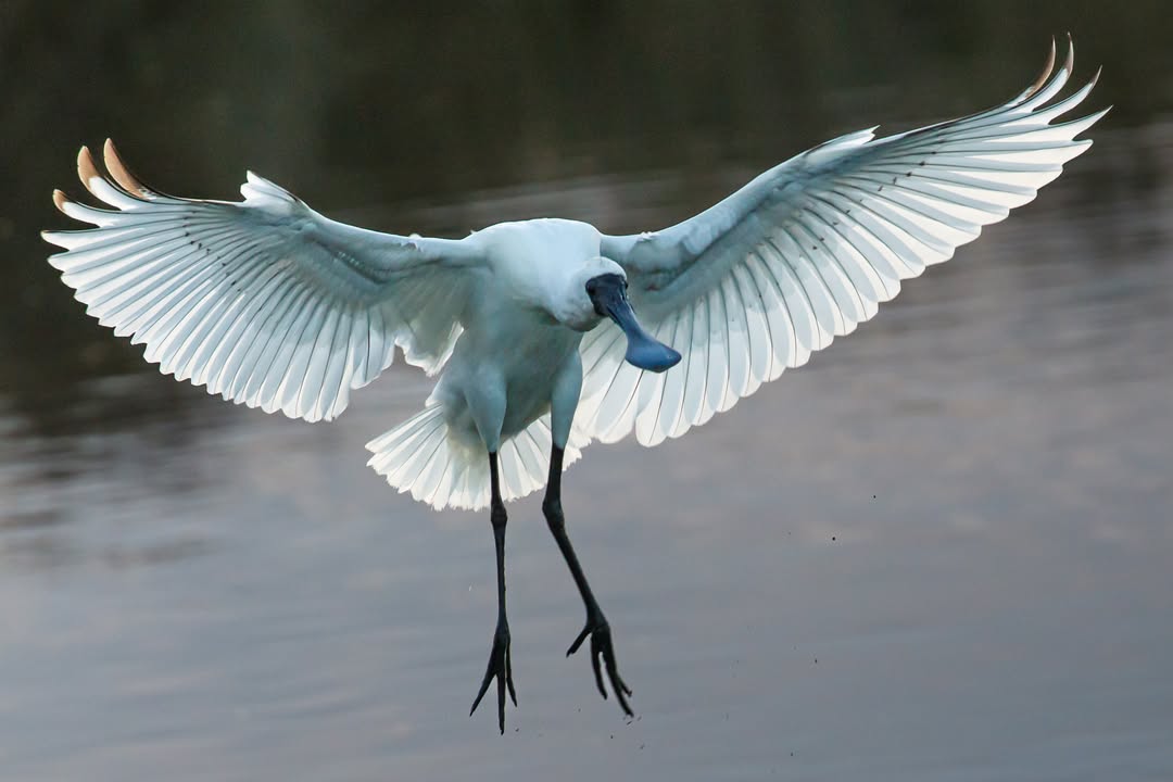 A royal spoonbill with its wings spread, coming in to land