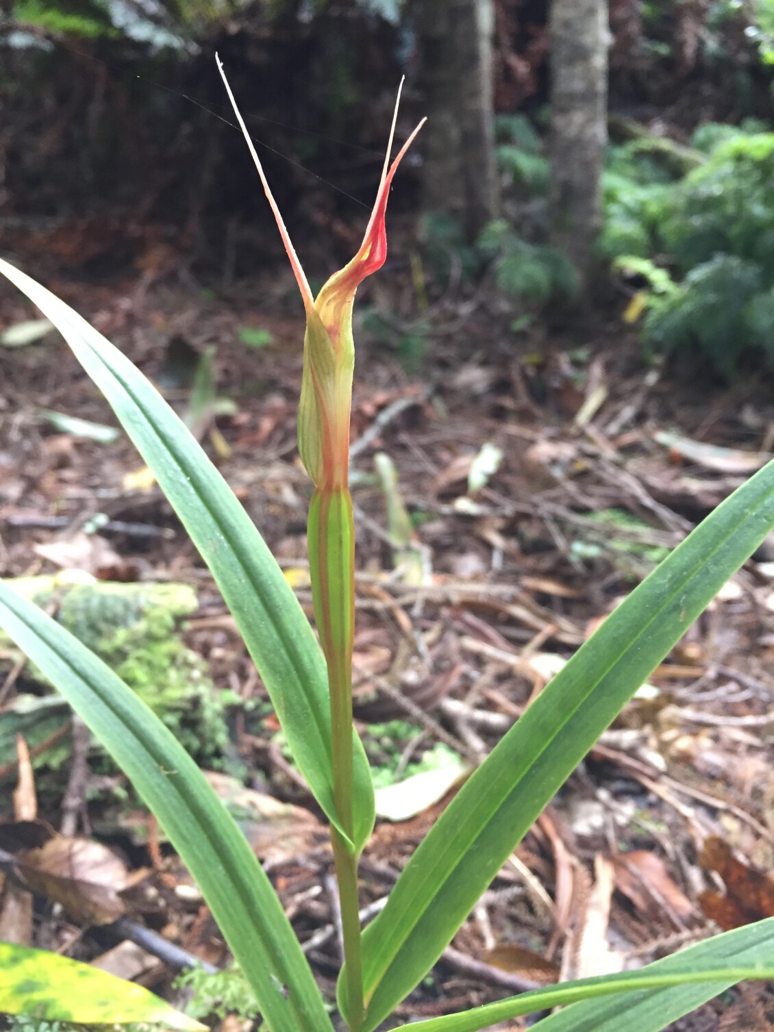 Tall greenhood orchid Pterostylis cardiostigma