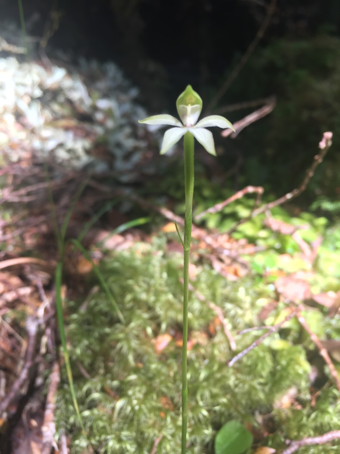 White caladenia orchid Caladenia nothofageti