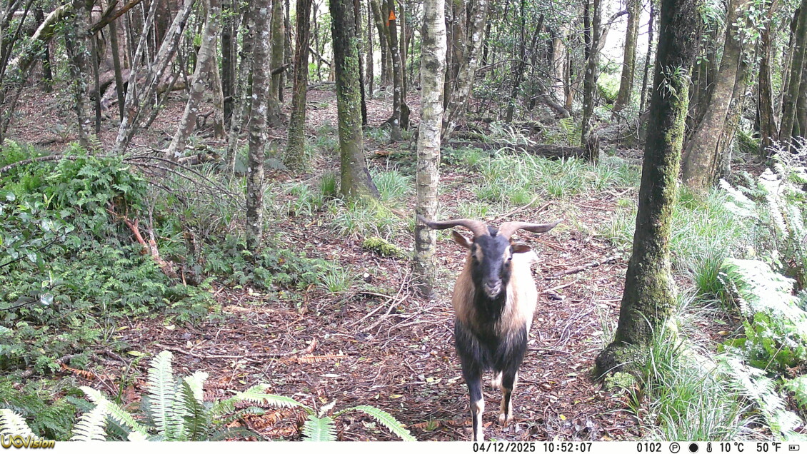 Picture of a goat taken by Greater Wellington trail cameras in the Wainuiomata Water Collection Area