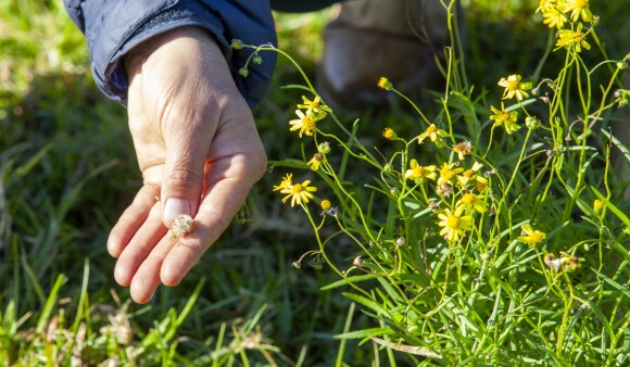 A hand indicates Madagascar Ragwort in the grass, a weed with yellow daisy-like flowers