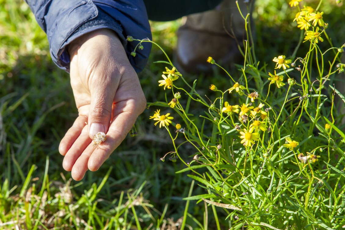 A hand indicates Madagascar ragwort in the grass, a weed with yellow daisy-like flowers