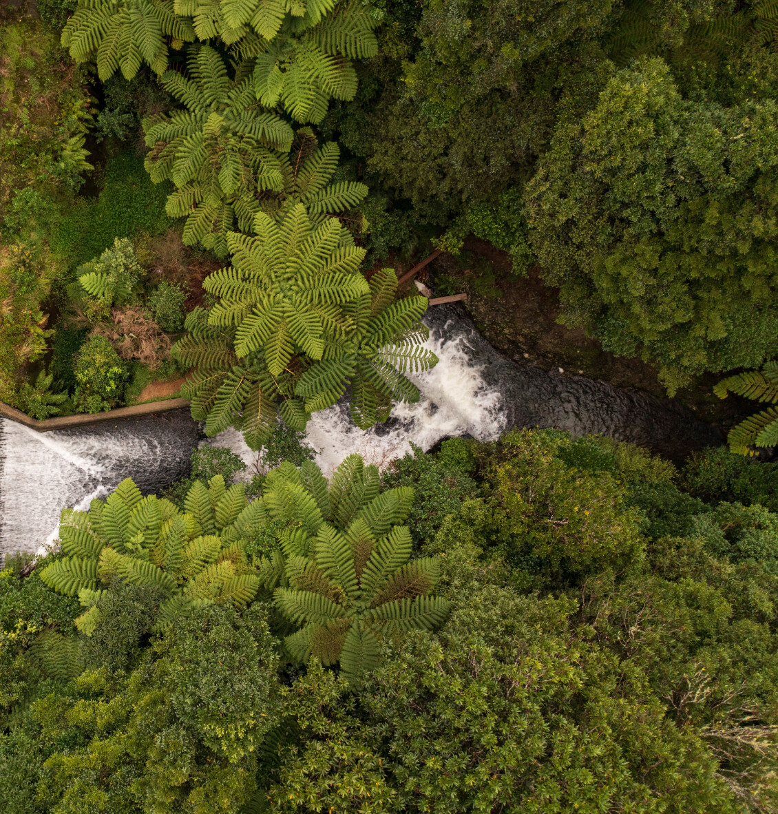 Belmont Park Korokoro stream track dam drone 1 copy cropped